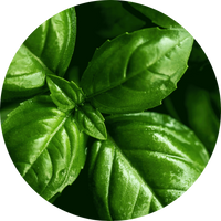 Basil