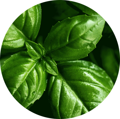Basil