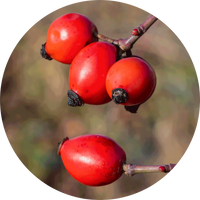 Rose Hip