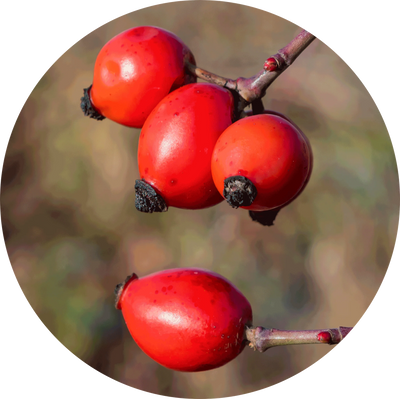 Rose hip