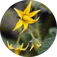 St. John's Wort