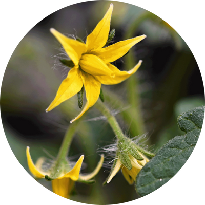 St. John's wort