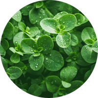 Oregano