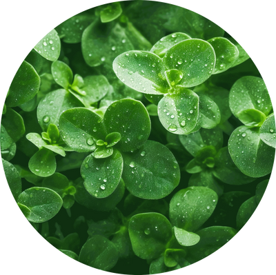 Oregano