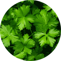 Parsley