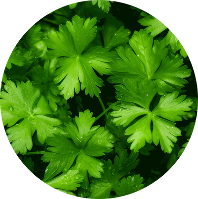 Parsley