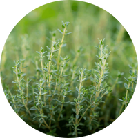 Thyme