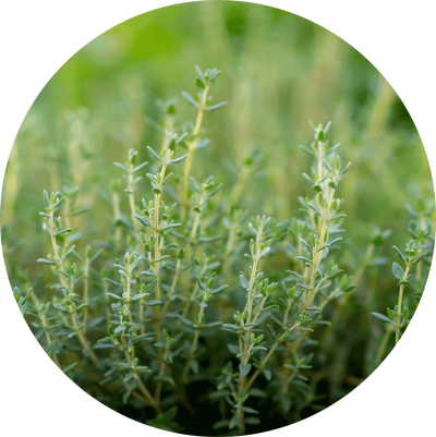 Thyme