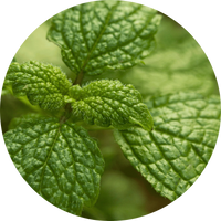 Lemon balm