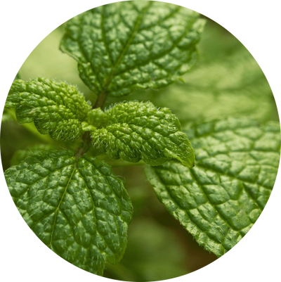 Lemon balm